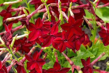 Summer flowerbed in the sunlight with beautiful red tobacco flowers.