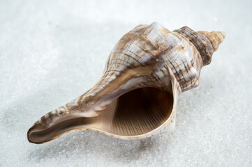 Trapezium fascilarium Seashell on White Sand