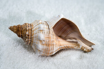Trapezium fascilarium Seashell on White Sand