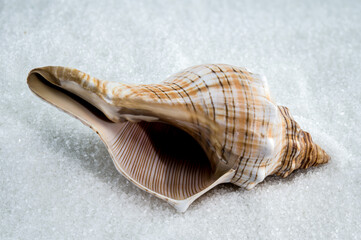 Trapezium fascilarium Seashell on White Sand