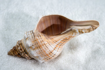 Trapezium fascilarium Seashell on White Sand