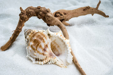 Bursa Spinosa Seashell on White Sand