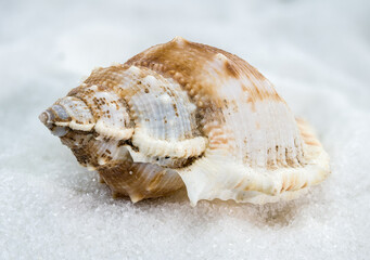 Bursa Spinosa Seashell on White Sand