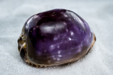 Glossy Purple Cypraea caputserpentis Seashell on White Sand
