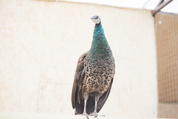 Beautiful peacock waking, close-up portrait