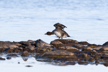 Juvenile Schellente (Bucephala clangula) bei der Gefiederpflege	