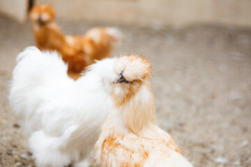Flock of chicken in farm