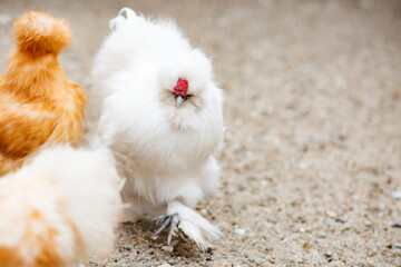 Flock of chicken in farm