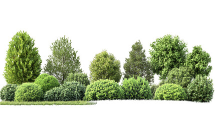 A row of trees with bushes in between