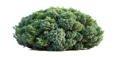 Collection of dense evergreen shrub foliage (Juniper, Cypress, Cedar, Pine, Spruce, Arborvitae). PNG, isolated on transparent background with clipping path cutout.