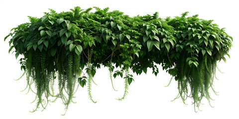 Lush cascading greenery and hanging vines (Philodendron, Pothos, Fern, Ivy, Creeping Fig, String of Pearls). PNG, isolated on transparent background with clipping path cutout.