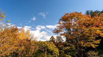 Fototapeta premium 秋の空
