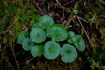 Navelwort green leaves in the forest