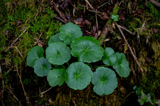 Navelwort green leaves in the forest