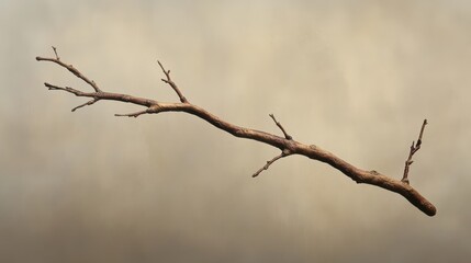 Fototapeta premium A single, bare branch extends out against a muted background, showcasing the delicate beauty of nature's details.