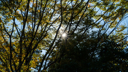 Fototapeta premium 秋