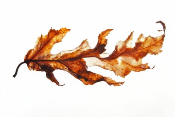 Fototapeta premium Single, dry, brown leaf on white background.