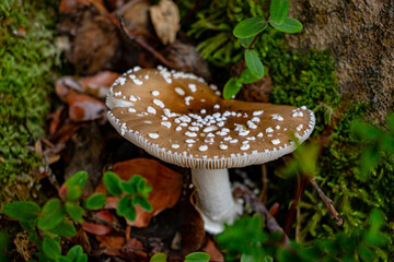 Amanita pantherina mushroom growing in forest