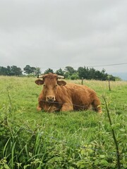 Cow resting on grass, on Camino de Santiago,  Basque Country, Spain