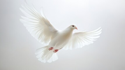 Fototapeta premium A White Dove in Flight with Wings Spread Wide