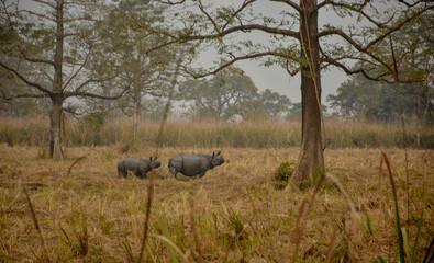 Wild Rhinos