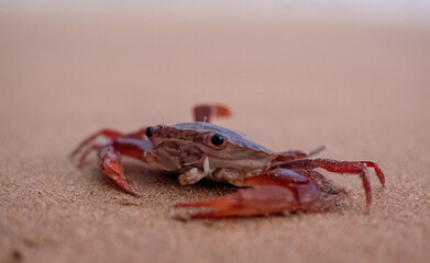 crab on the sand