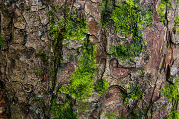 Tree bark texture close up view