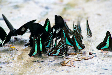 A Vibrant Gathering of Colorful Butterflies with Striking Blue and Black Patterns Amidst a Natural Setting, Capturing the Beauty of Nature and Insect Life