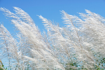 Beautiful Scene of Soft White Pampas Grass Swaying Gracefully Against a Clear Blue Sky in Early Autumn, Capturing Nature's Tranquility and Serenity