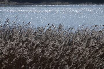reeds in the water