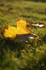 yellow maple leaf in the sun on a green lawn