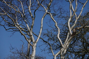 Birch Tree