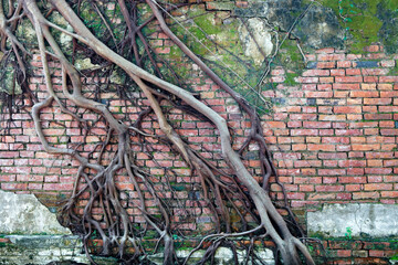 Intricate Roots and Textured Wall: A Close-Up View of Nature's Persistence Against Textured Brick...