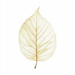 Fototapeta premium Skeleton leaf isolated white background.