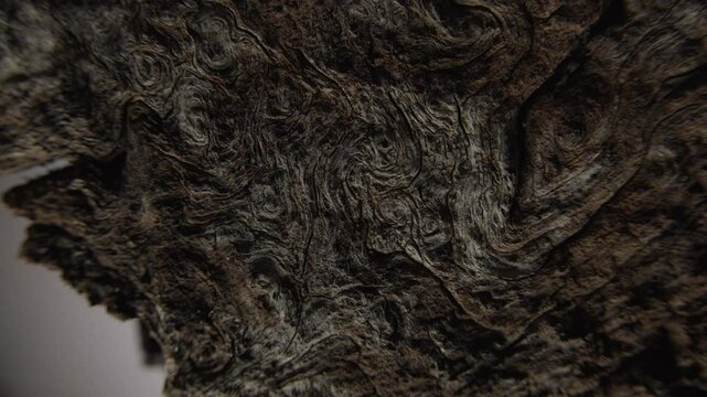 Close-Up of Natural Textured Tree Bark