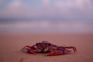 Cute Crustacean