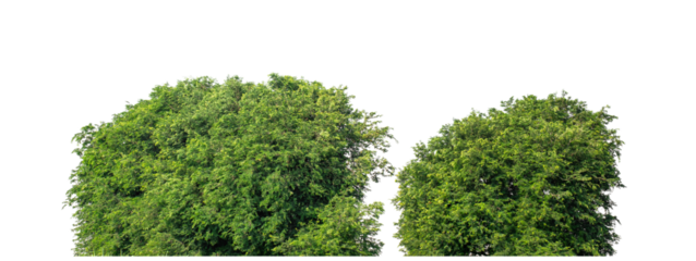 Green trees isolated are forest on transparent background.Forest and foliage in summer with cut path and alpha channel, high resolution.