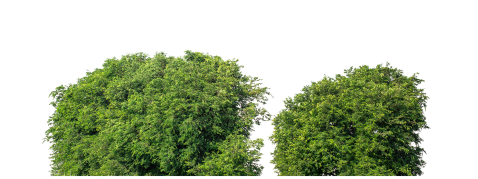 Green trees isolated are forest on transparent background.Forest and foliage in summer with cut path and alpha channel, high resolution.