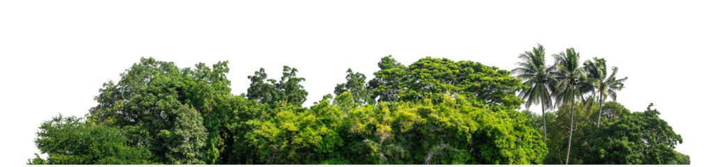 Green trees isolated are forest on transparent background.Forest and foliage in summer with cut path and alpha channel, high resolution.