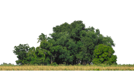 Green trees isolated are forest on transparent background.Forest and foliage in summer with cut path and alpha channel, high resolution.