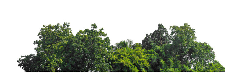 Green trees isolated are forest on transparent background.Forest and foliage in summer with cut path and alpha channel, high resolution.