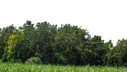 Green trees isolated are forest on transparent background.Forest and foliage in summer with cut...