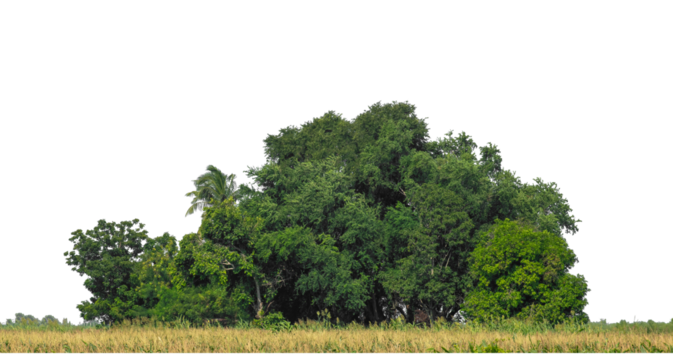 Green trees isolated are forest on transparent background.Forest and foliage in summer with cut path and alpha channel, high resolution.