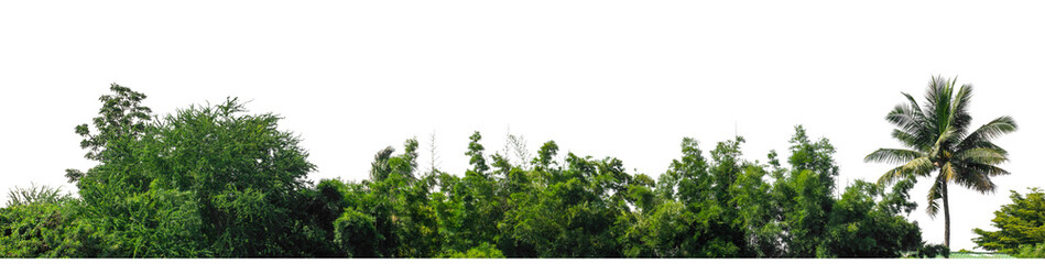 Green trees isolated are forest on transparent background.Forest and foliage in summer with cut path and alpha channel, high resolution.