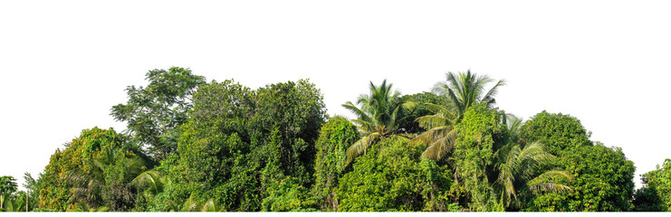 Fototapeta premium Green trees isolated are forest on transparent background.Forest and foliage in summer with cut path and alpha channel, high resolution.