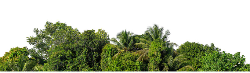 Green trees isolated are forest on transparent background.Forest and foliage in summer with cut path and alpha channel, high resolution.