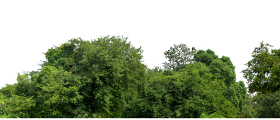 Green trees isolated are forest on transparent background.Forest and foliage in summer with cut path and alpha channel, high resolution.