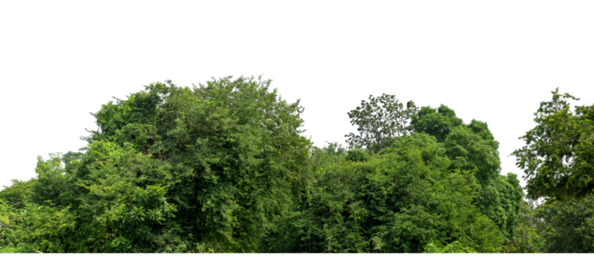 Green trees isolated are forest on transparent background.Forest and foliage in summer with cut path and alpha channel, high resolution.