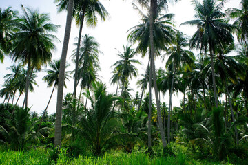 Lush Tropical Paradise with Tall Palm Trees Surrounded by Dense Greenery Under Bright Sunlight Creating a Serene Natural Landscape