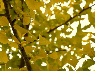 golden leaves in gingko biloba tree in autumn, fall foliage background. Seasonal nature details